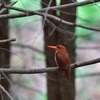 (祝) アカショウビン