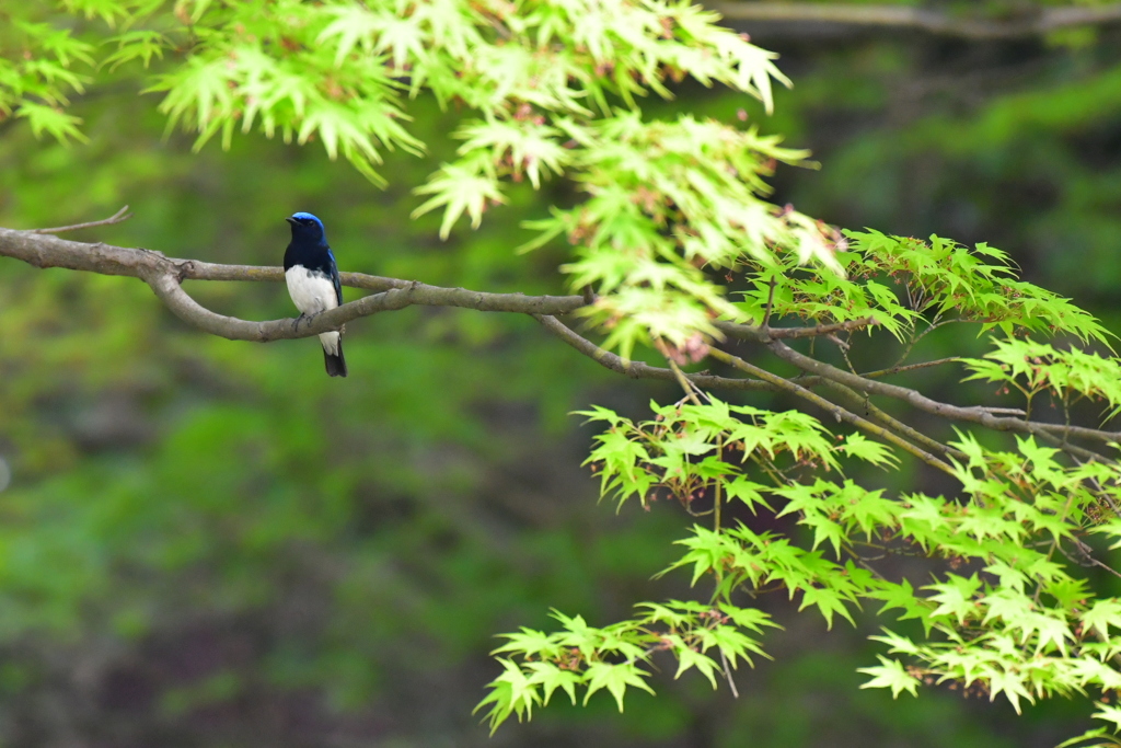 思い出      新緑の頃