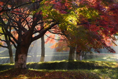 紅葉