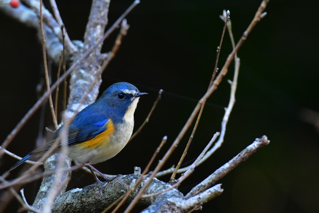 男前のルビ男君