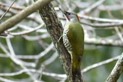 アオゲラ祭り①