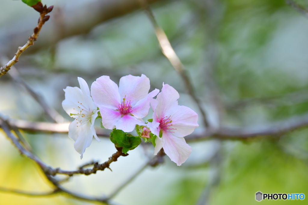 十月桜