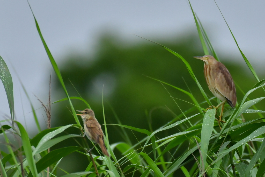 ヨシゴイとオオヨシキリ