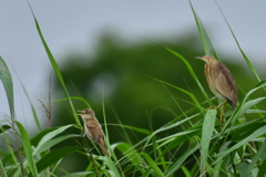 ヨシゴイとオオヨシキリ