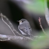 見返りコサメ