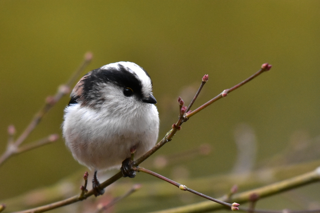 可愛いぞーーーー‼️