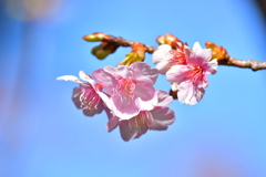 河津桜開く