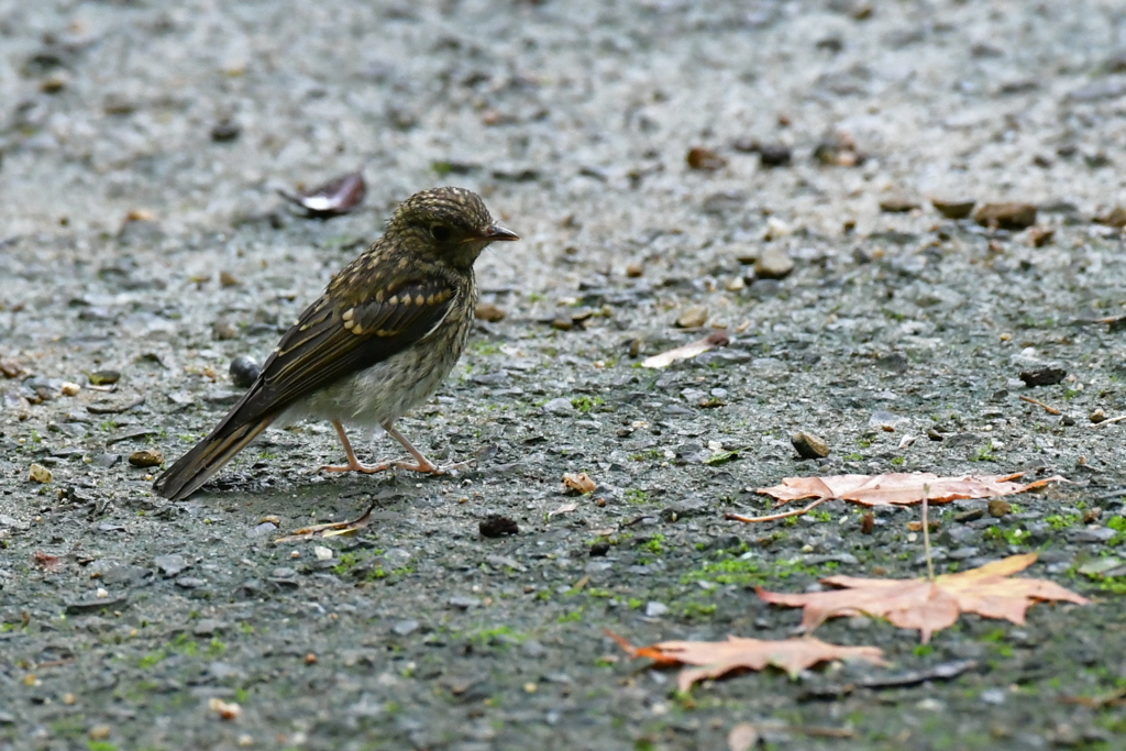 キビタキ幼鳥①
