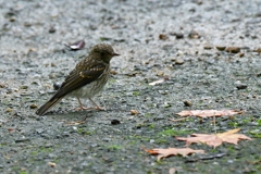 キビタキ幼鳥①