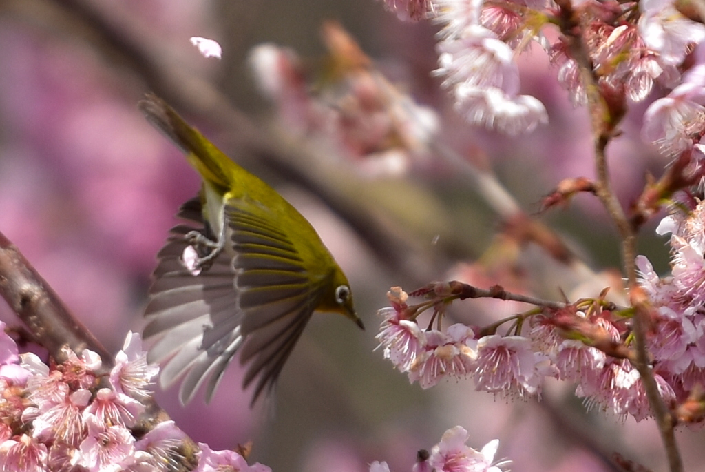 桜の中で