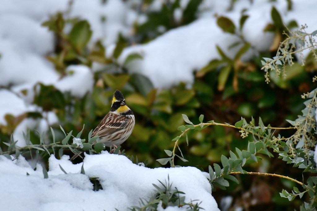 雪とミヤマホオジロ