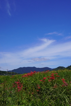 爽秋②