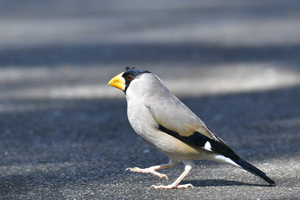道路を歩くイカル