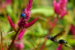 オオセイボウ③