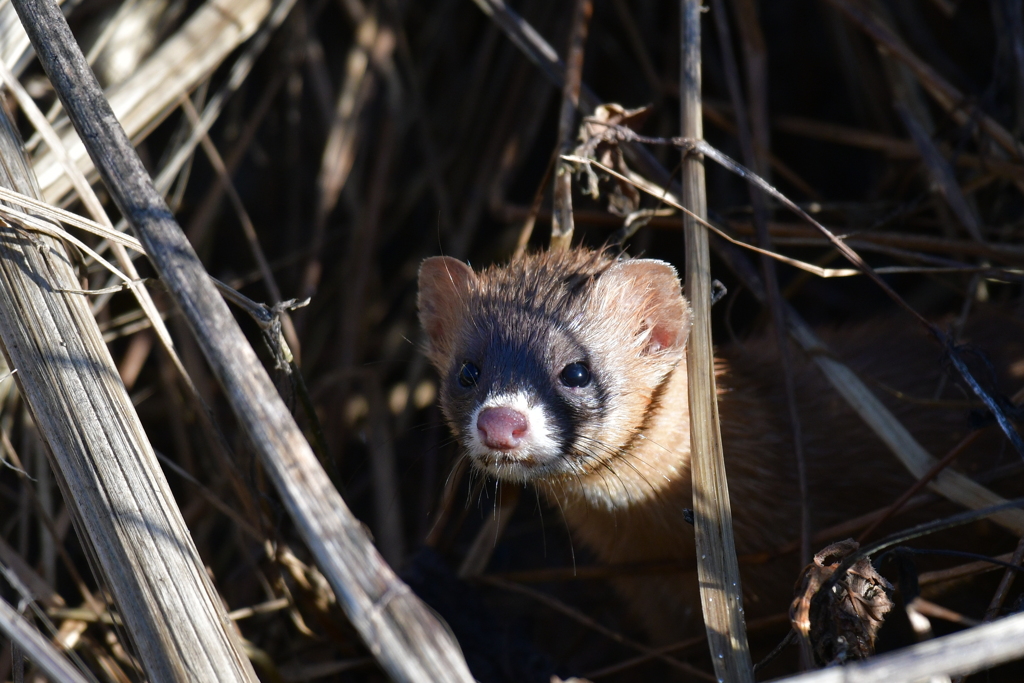 かわいいゲスト