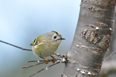 撮れたてホカホカ②