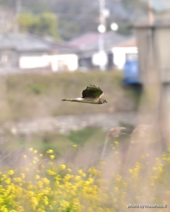 菜の花ハイチュウ雌