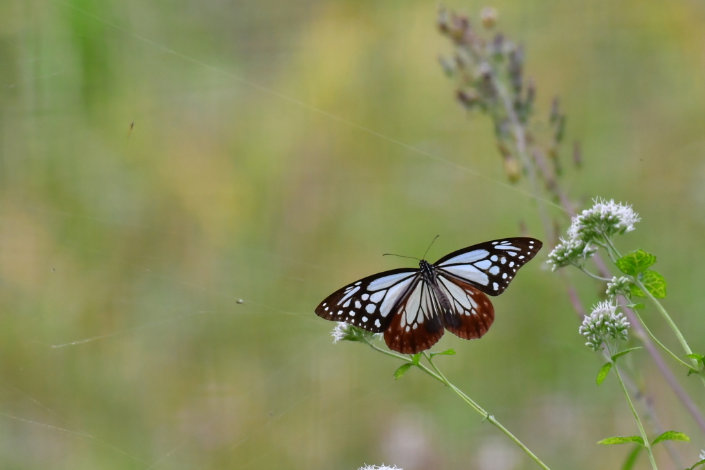 アサギマダラ②