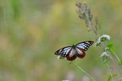 アサギマダラ②