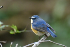 久しぶりのルリビタキ