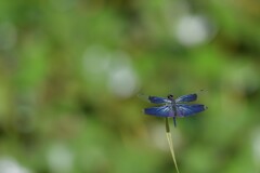 チョウトンボ②