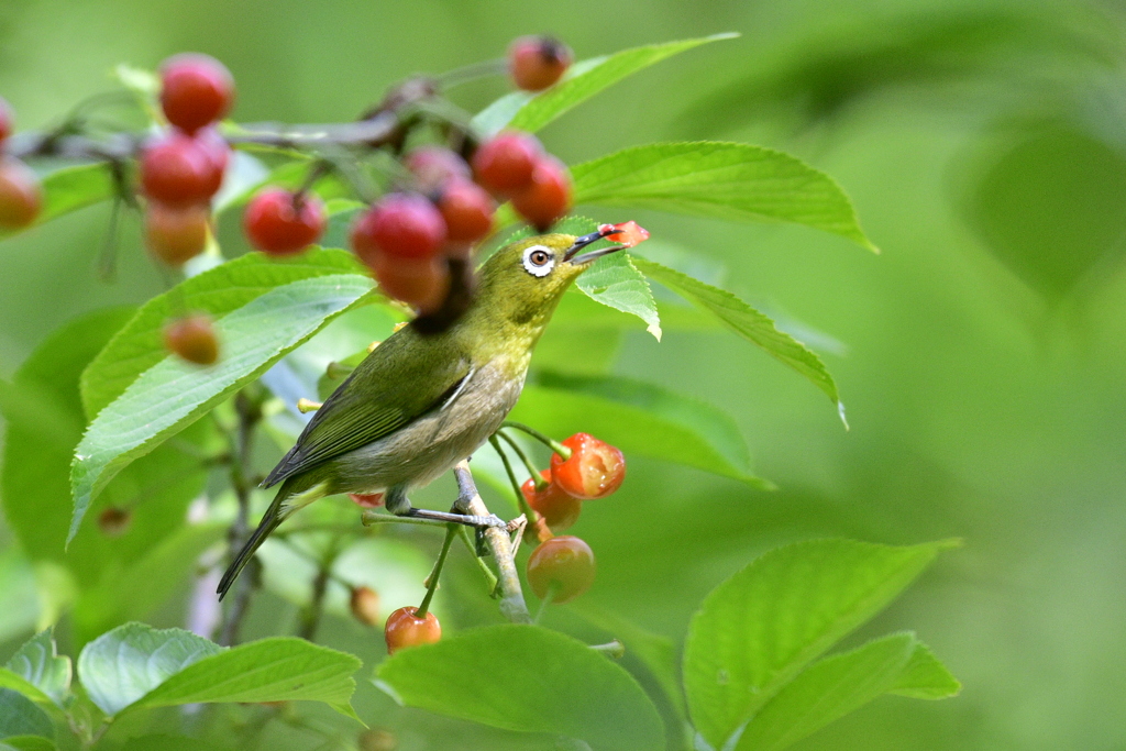 さくらんぼ泥棒！