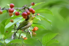 さくらんぼ泥棒！