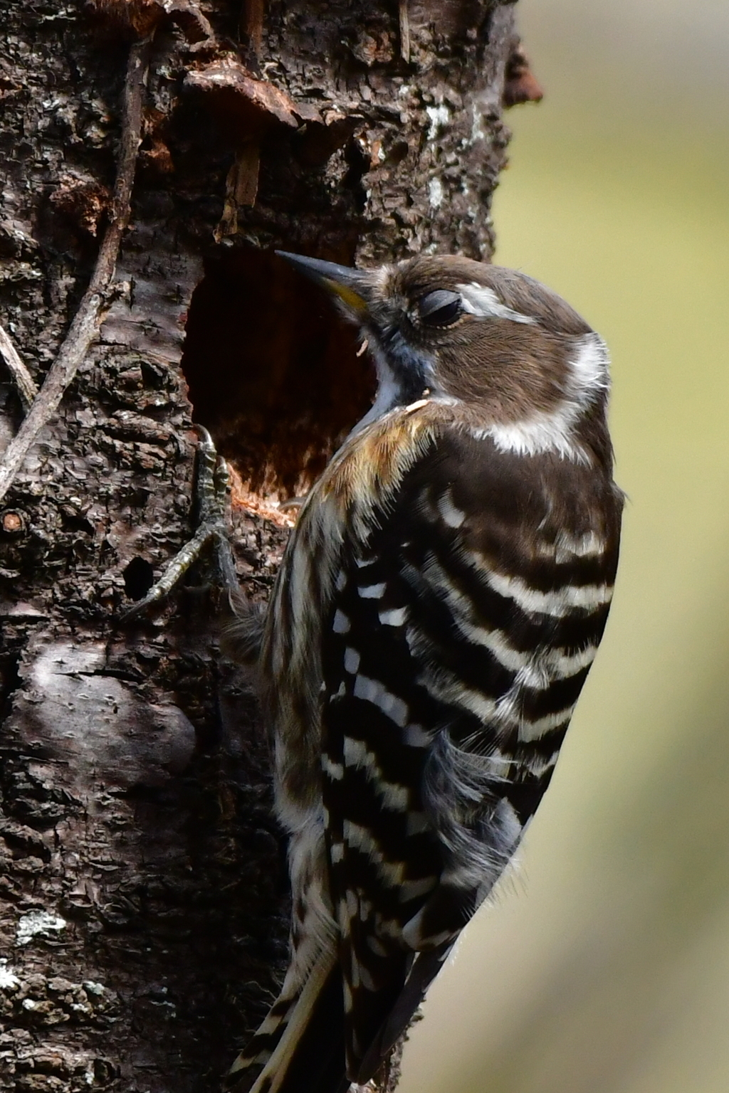 ふぅ。来年は大工さんに頼もう