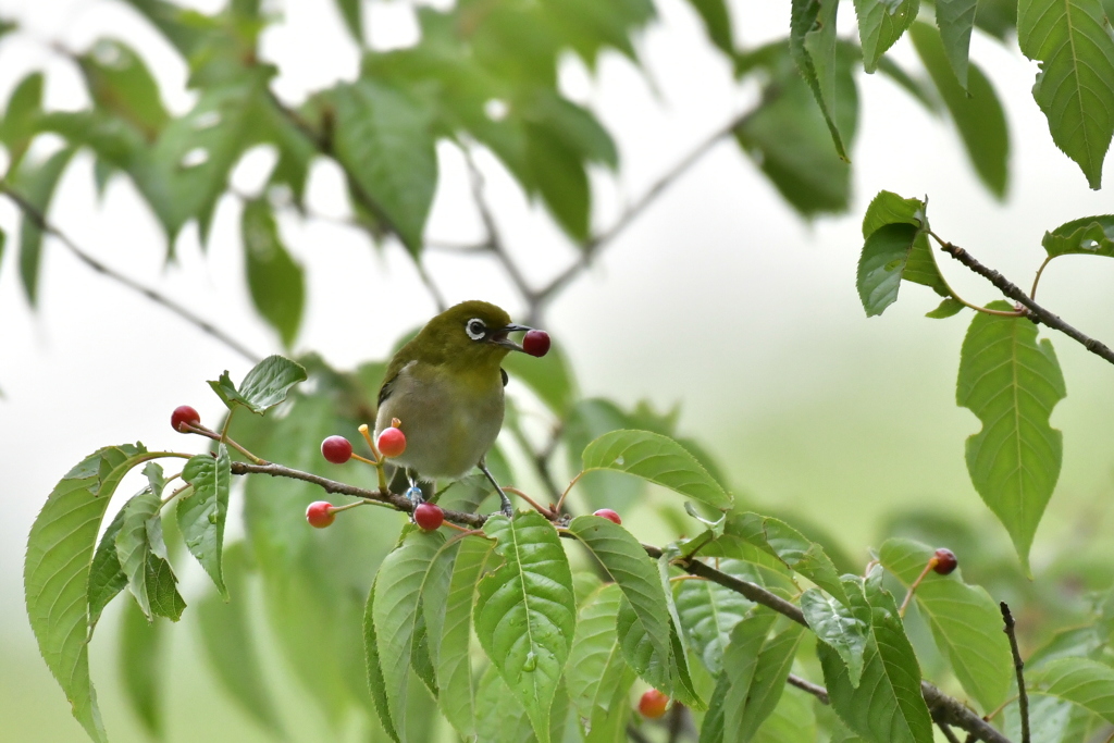 メジロのいる風景