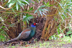 マイフィールド 花公園