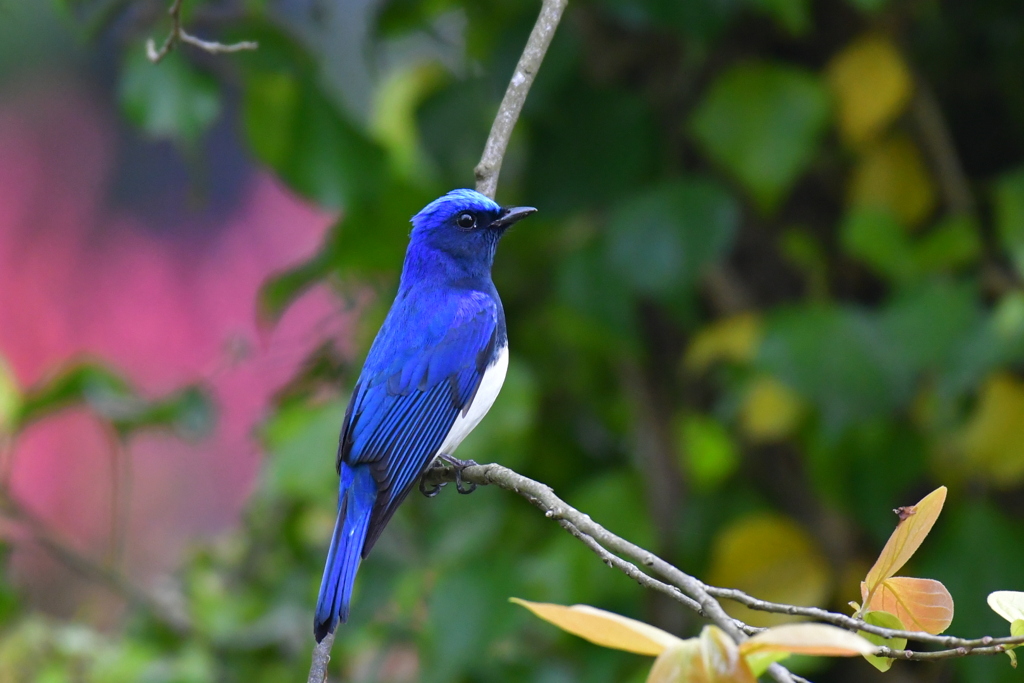 シャクナゲとオオルリ①