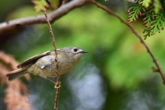 マイフィールド 花公園