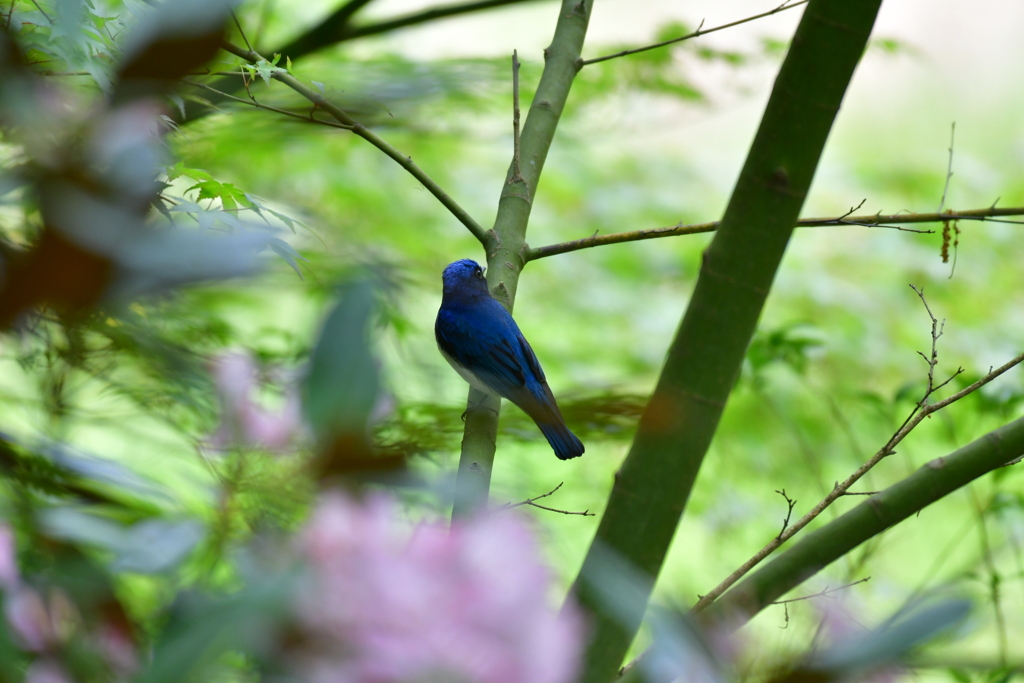 シャクナゲとオオルリ②