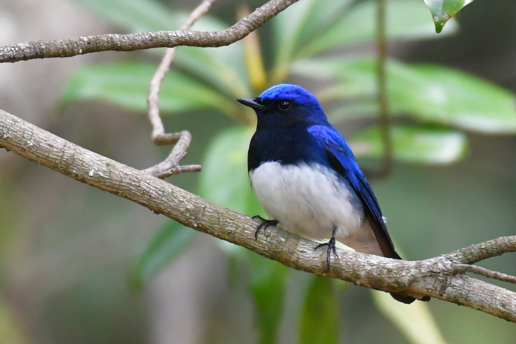 オオルリ祭り②