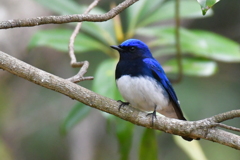 オオルリ祭り②