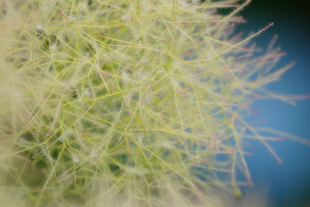 スモークツリー  ブルー