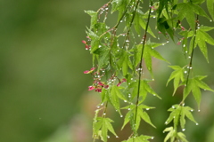 雨あがり