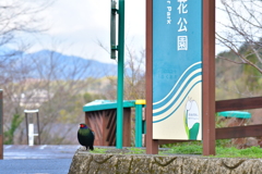 マイフィールド 花公園 ①