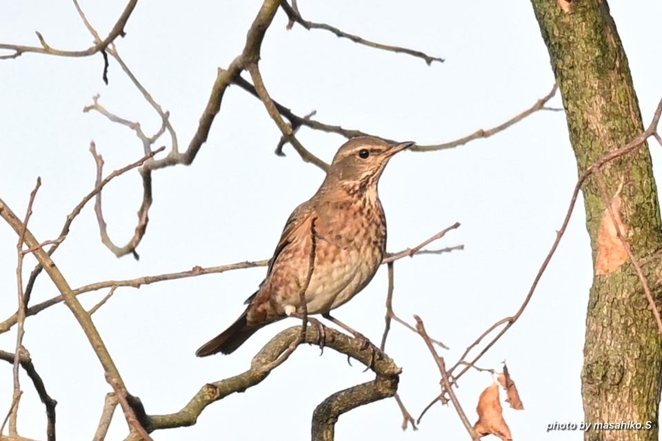 ハチジョウツグミ