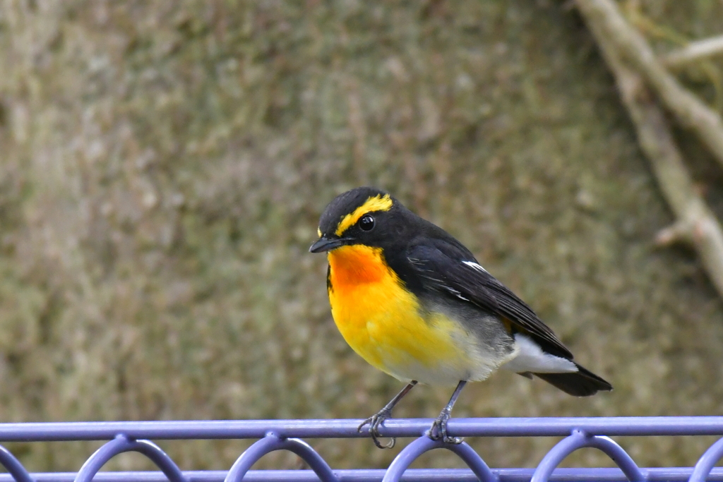 キビタキ祭り②