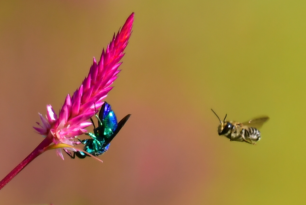 オオセイボウ②    