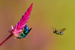 オオセイボウ②    