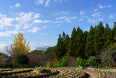 マイフィールド花公園にて②