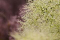 スモークツリー レッド