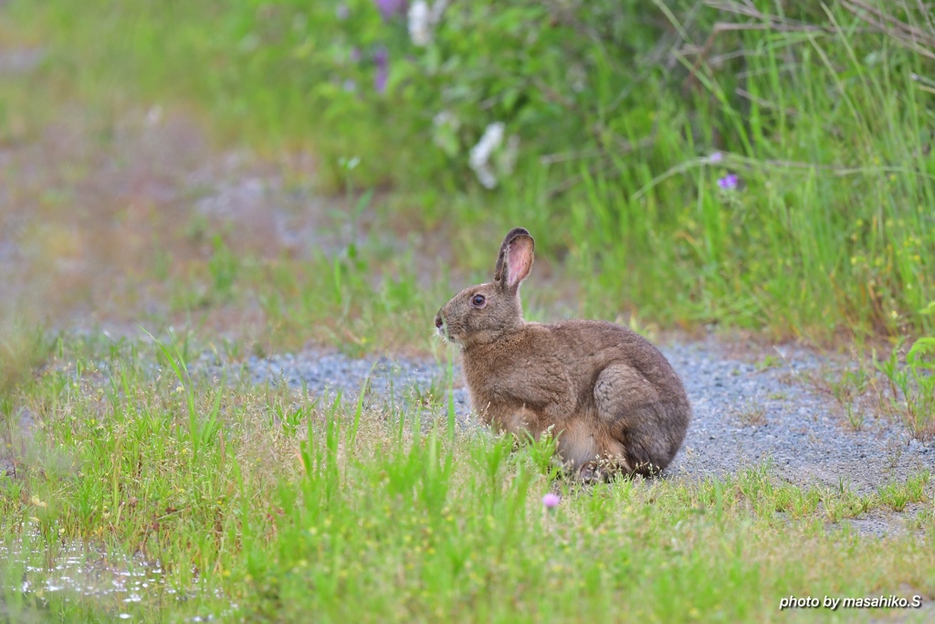 野うさぎ