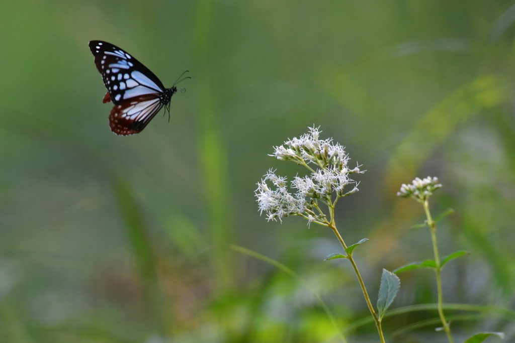 アサギマダラ①