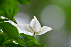 梅雨入り