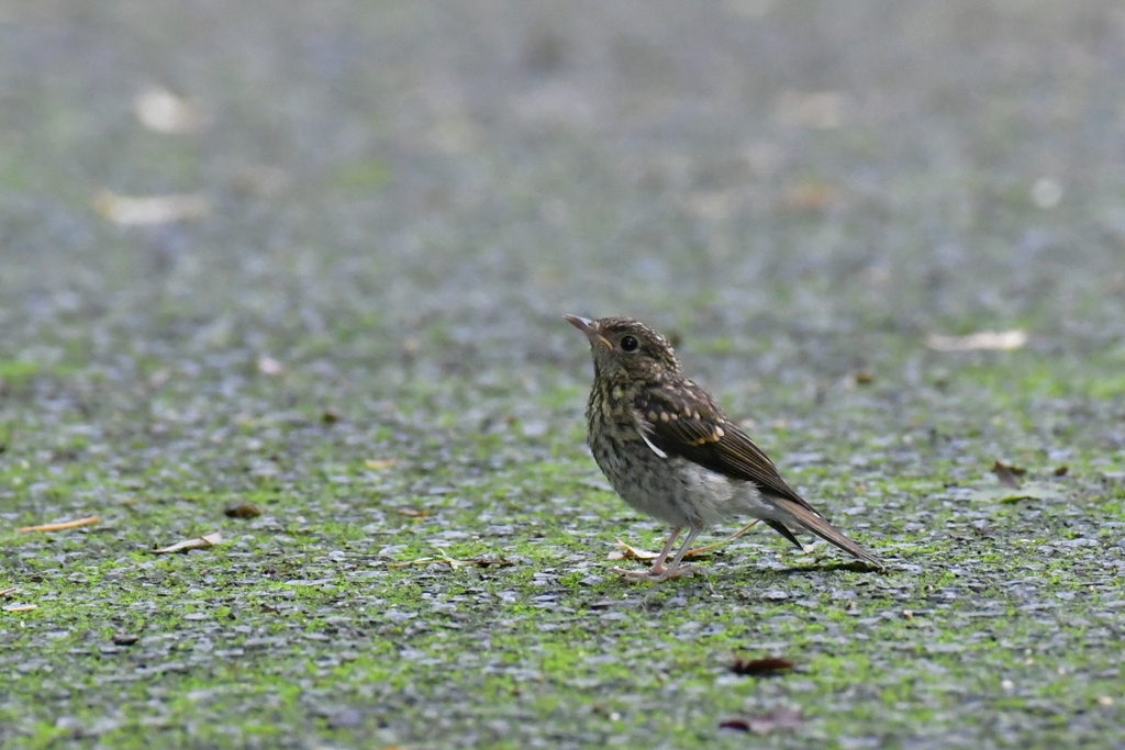 キビタキ幼鳥②