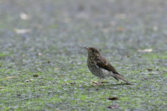 キビタキ幼鳥②