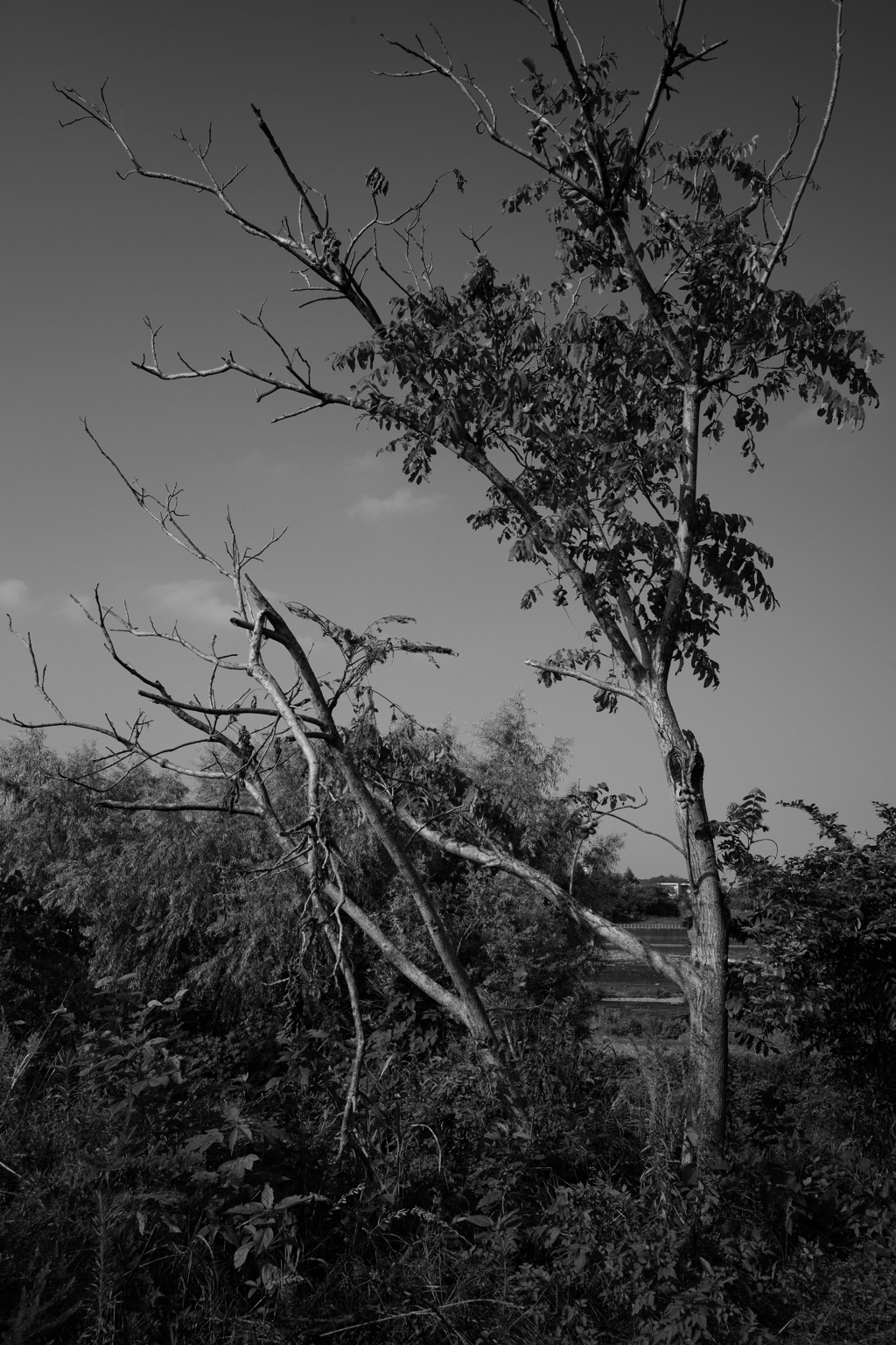 L1004318